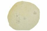 Four Floating Crinoid (Saccocoma) Fossils - Solnhofen Limestone #353570-1